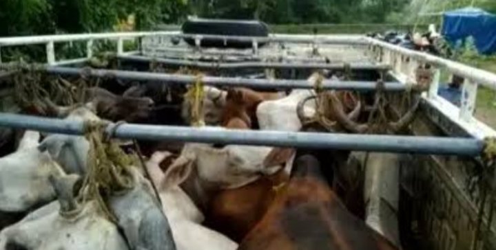 राजधानी में गाय से भरी पिकअप वाहन जब्त, 8 गायों को ले जाया जा रहा था उड़ीसा, नाबालिक आरोपी भी शामिल..