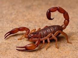 बिच्छू का जहर तुरंत कैसे उतारे, आयुर्वेदिक डॉक्टर ने बताया बिच्छू के काटने पर क्या करना चाहिए