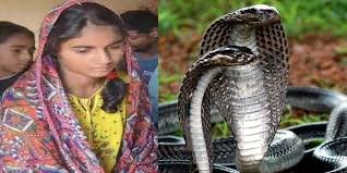 42 दिन में 10 बार सांप ने डंसा, फिर भी जिंदा है युवती, ये हैं पूरा मामला