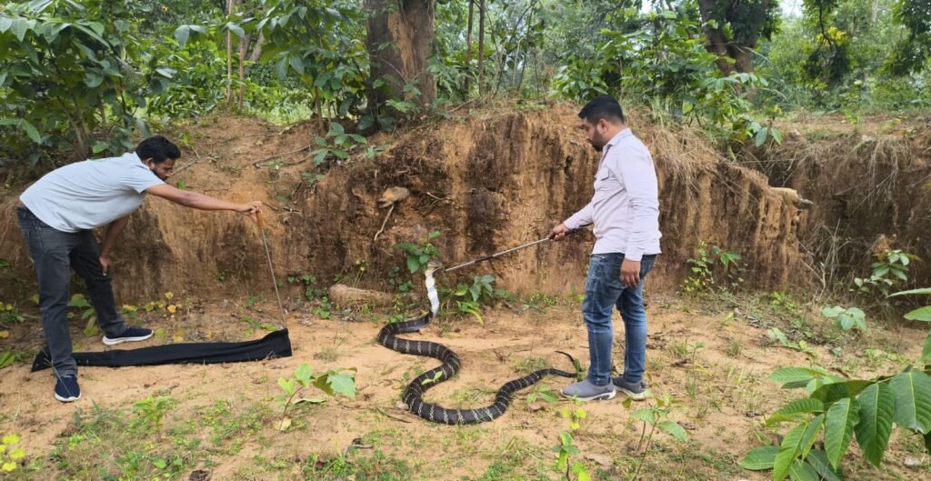 CG: काले रंग के खूबसूरत खतरनाक किंग कोबरा का 4 साल में दूसरी बार रेस्क्यू, 1 फीट ग्रोथ से 13 फीट हुई लंबाई