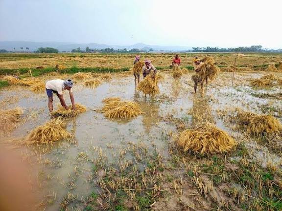 CG: किसानों पर पड़ी मौसम की मार, साल भर की मेहनत गई पानी में