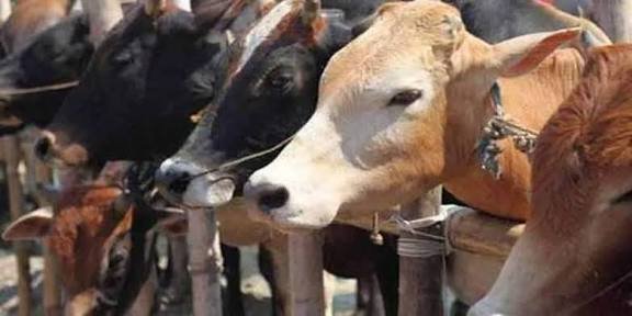 CG: सोनवाही जंगल में मवेशियों की तस्करी, चार मवेशी तस्कर गिरफ्तार