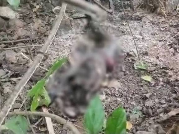 CG: पैरावट में मिली युवती की अधजली लाश, दोनों हाथ बंधे, चोट के निशान