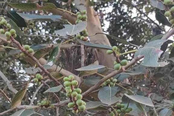 पेड़ पर उगने वाला पेड़ पाकड़, गुणों से भरपूर स्ट्रगलर ट्री भगवान विष्णु का है रूप