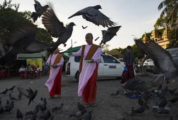 कबूतरों को दाना खिलाना कितना खतरनाक, अगर गलती से बीट कर दिया तो तुरंत हो जाएं सावधान