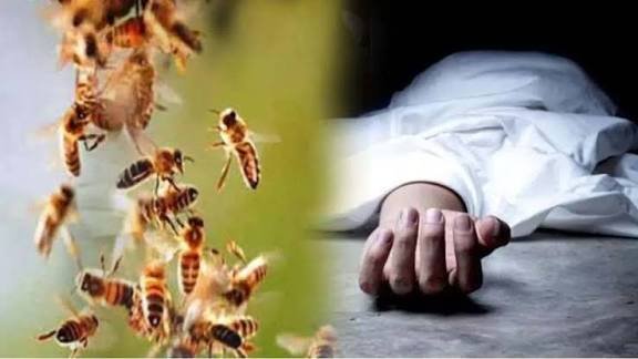 CG: मधुमक्खियों ने ली 1 मजदूर की जान, 1 हफ्ते के भीतर दूसरी घटना