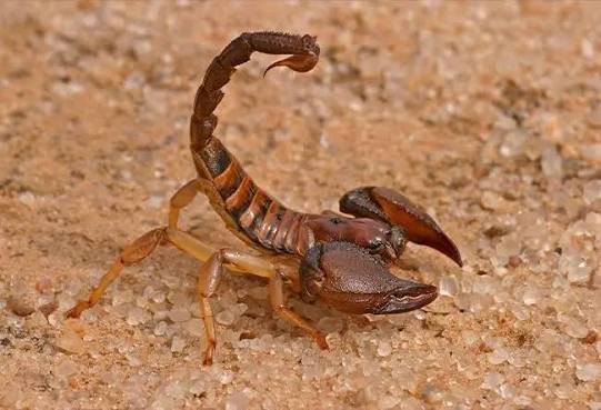 बिच्छू का जहर तुरंत कैसे उतारे, आयुर्वेदिक डॉक्टर ने बताया बिच्छू के काटने पर क्या करना चाहिए