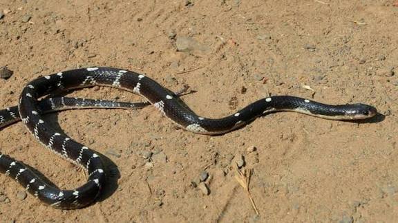 यह सांप है करैत का बाप, सुई से भी पतले दांत, डसने पर नहीं लगती भनक, जहर ऐसा मिनटों में मौत पक्की