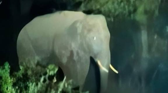 CG: दंतैल हाथी के हमले में युवक गंभीर घायल, गाय, बैल, भैंस और कई बकरियों को कुचला