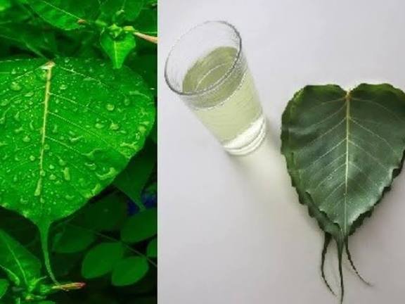 खाली पेट खा लें पीपल का पत्ता, आस-पास नहीं फटकेंगी ये दर्जन भर बीमारियां