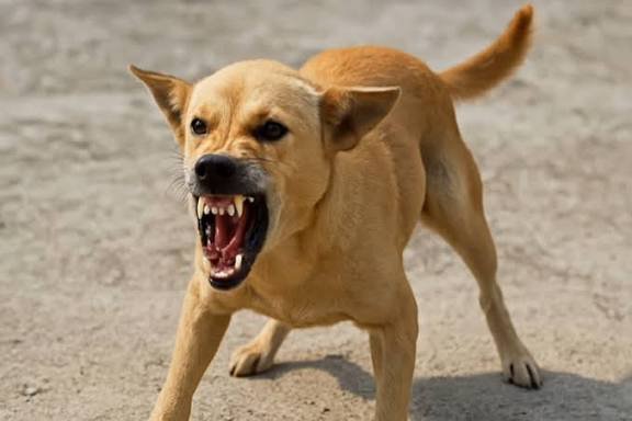 CG: मनेंद्रगढ़ में कुत्तों का आतंक: 2 साल के मासूम पर हमला