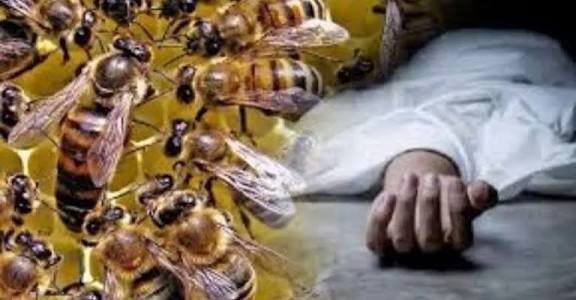 मृत्यु भोज में आए लोगों पर मधुमक्खियों का जानलेवा हमला, 60 वर्षीय व्यक्ति की मौत