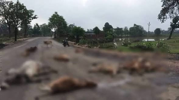 CG: तेज रफ्तार का कहर… 13 बेजुबान गायों को हाईवा ने कुचला, 10 की मौत