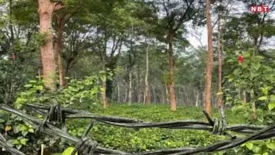 CG: मवेशियों के चलते बिछाया करंट, चपेट में आकर भाई की ही मौत, पछतावे में दूसरे भाई ने भी दी जान