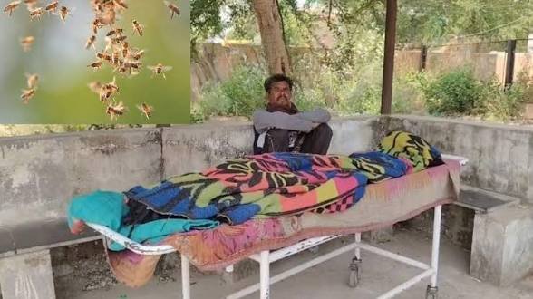 CG: मधुमक्खियों के झुंड ने सास और दामाद पर किया हमला, महिला की मौत