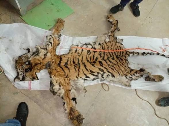 CG: बाघ की खाल के साथ दबोचे गए दो तस्कर, पुलिस कनेक्शन से मचा हड़कंप