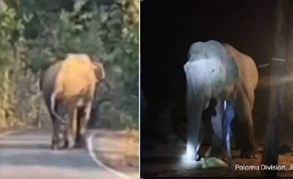 CG: गजराज का आंतक…जान बचाकर भाग रही महिला पर किया हमला, इलाज के दौरान मौत