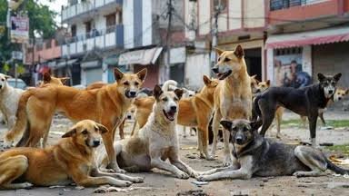 CG: कुत्तों के झुंड ने 5 साल के मासूम को नोचकर मार डाला, शाम को अकेले लौटते समय हुआ हादसा