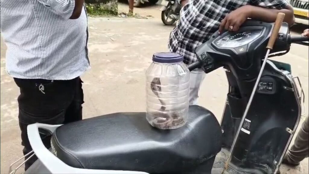 CG: स्नेक बाइट केस…सांप को डिब्बे में लेकर अस्पताल पहुंचे परिजन, घटना की जांच जारी