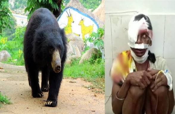CG: भालू के हमले में 2 ग्रामीण बुरी तरह से जख्मी, जंगल में मशरूम लेने गए थे गांववाले