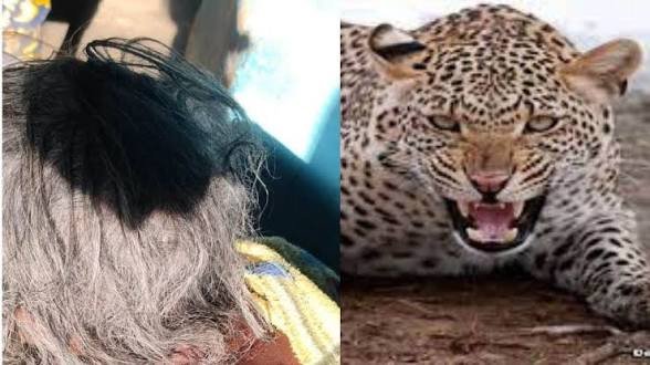 CG: शौच के लिए निकली 80 साल की बुजुर्ग महिला को तेंदुआ ने बनाया शिकार, 200 मीटर दूर मिला शव