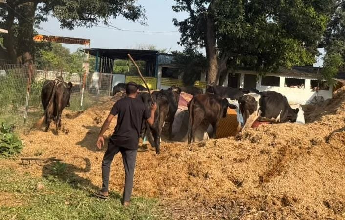 CG: गौ तस्करी करते दो आरोपी गिरफ्तार, ट्रक से 10 गायें बरामद, कत्लखाने ले जाए जाने की आशंका