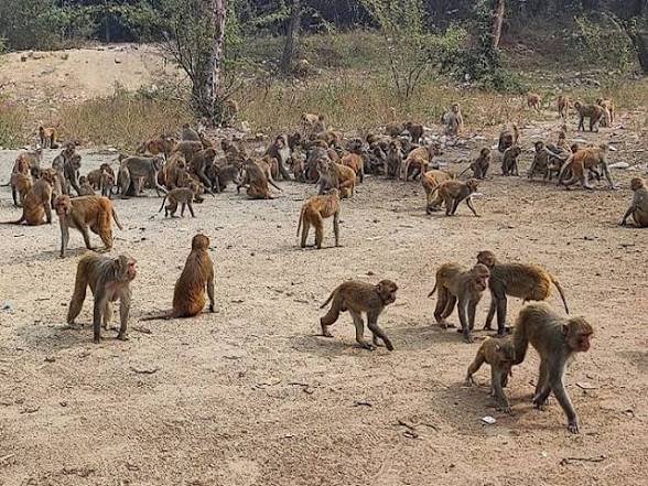CG: डोकरबेला में 22 बंदरों की मौत, एक्शन में पुलिस और वन विभाग की टीम, हत्या का शक